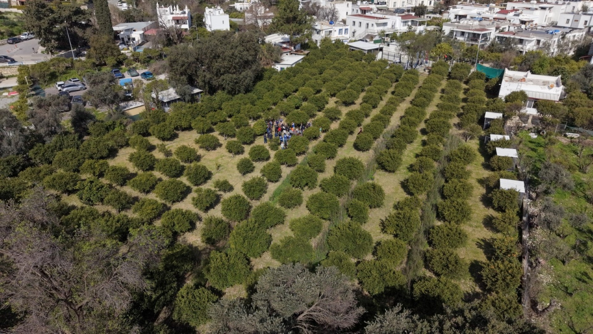 bodrum_belediyesi_bodrumda_ağaç_budama_eğitimi_düzenlendi (5)