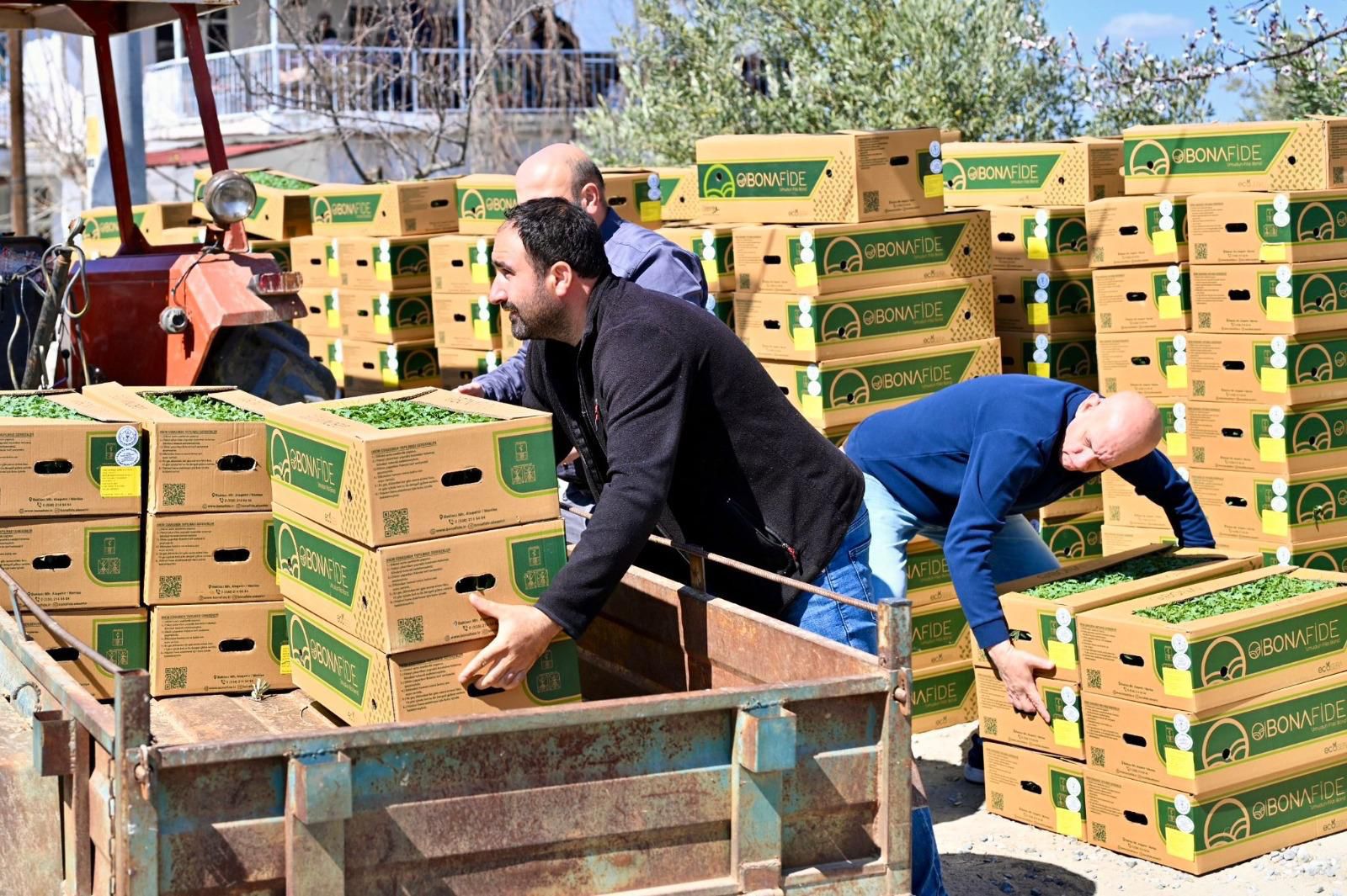 Gördes’te Üreticinin Yüzü Güldü 73 Bin Domates Fidesi Toprakla Buluşuyor (3)