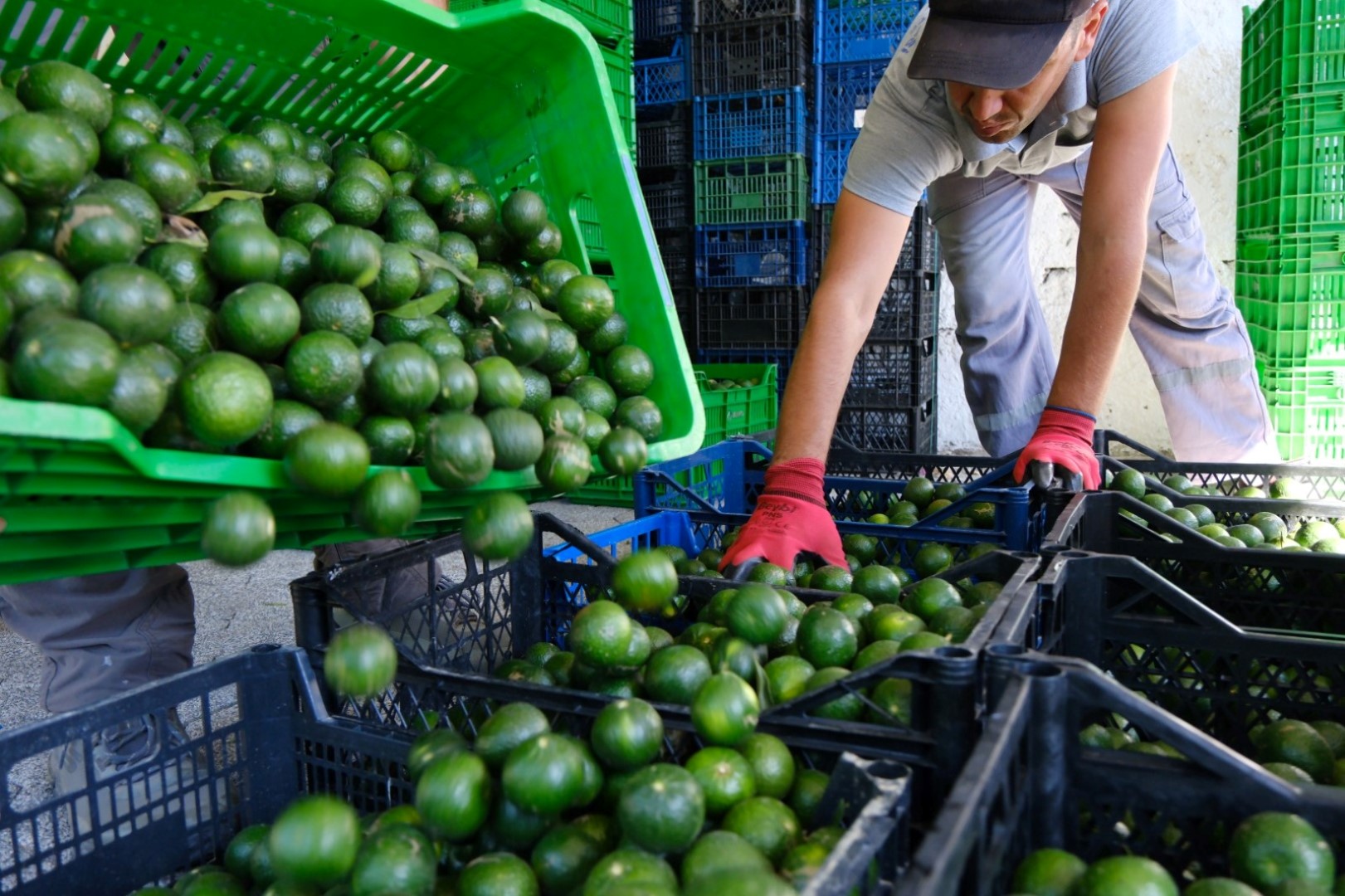 bodrum_belediyesi_mandalin_üreticisine_5_milyon_kazanç (7)