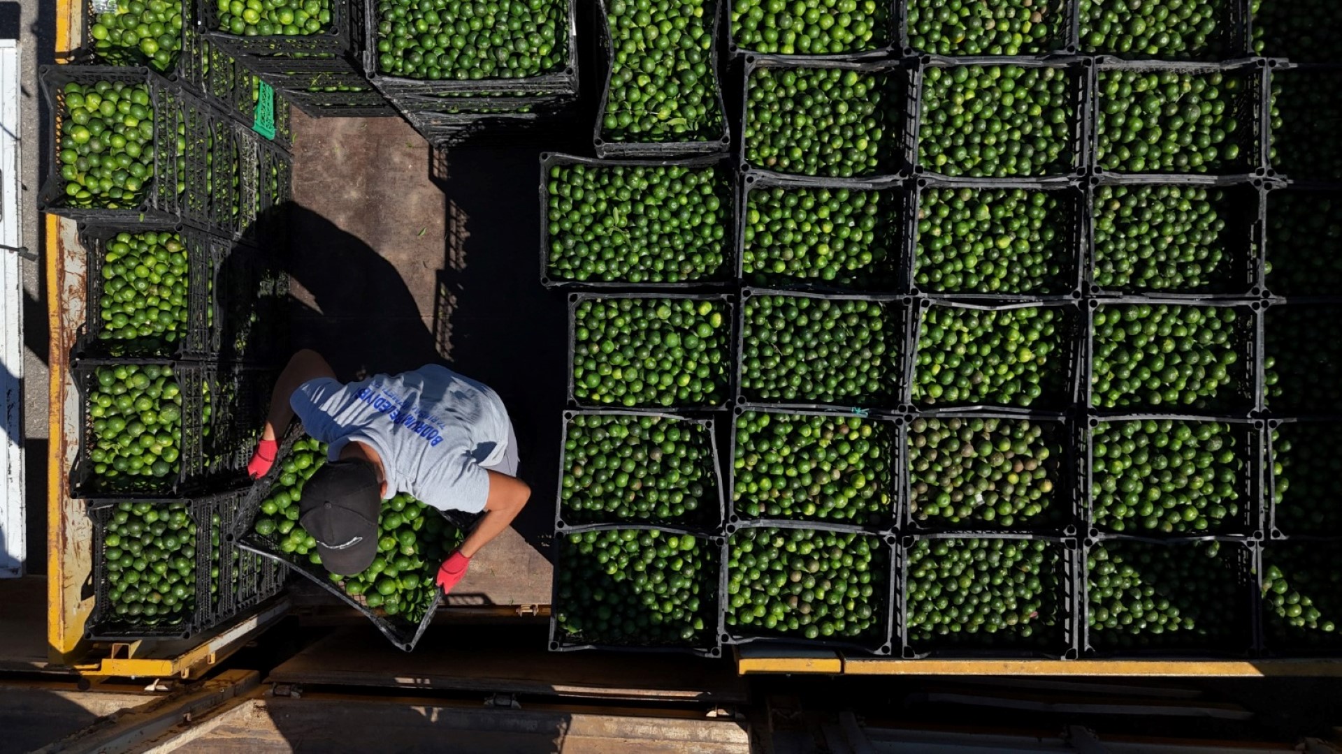 bodrum_belediyesi_mandalin_üreticisine_5_milyon_kazanç (2)