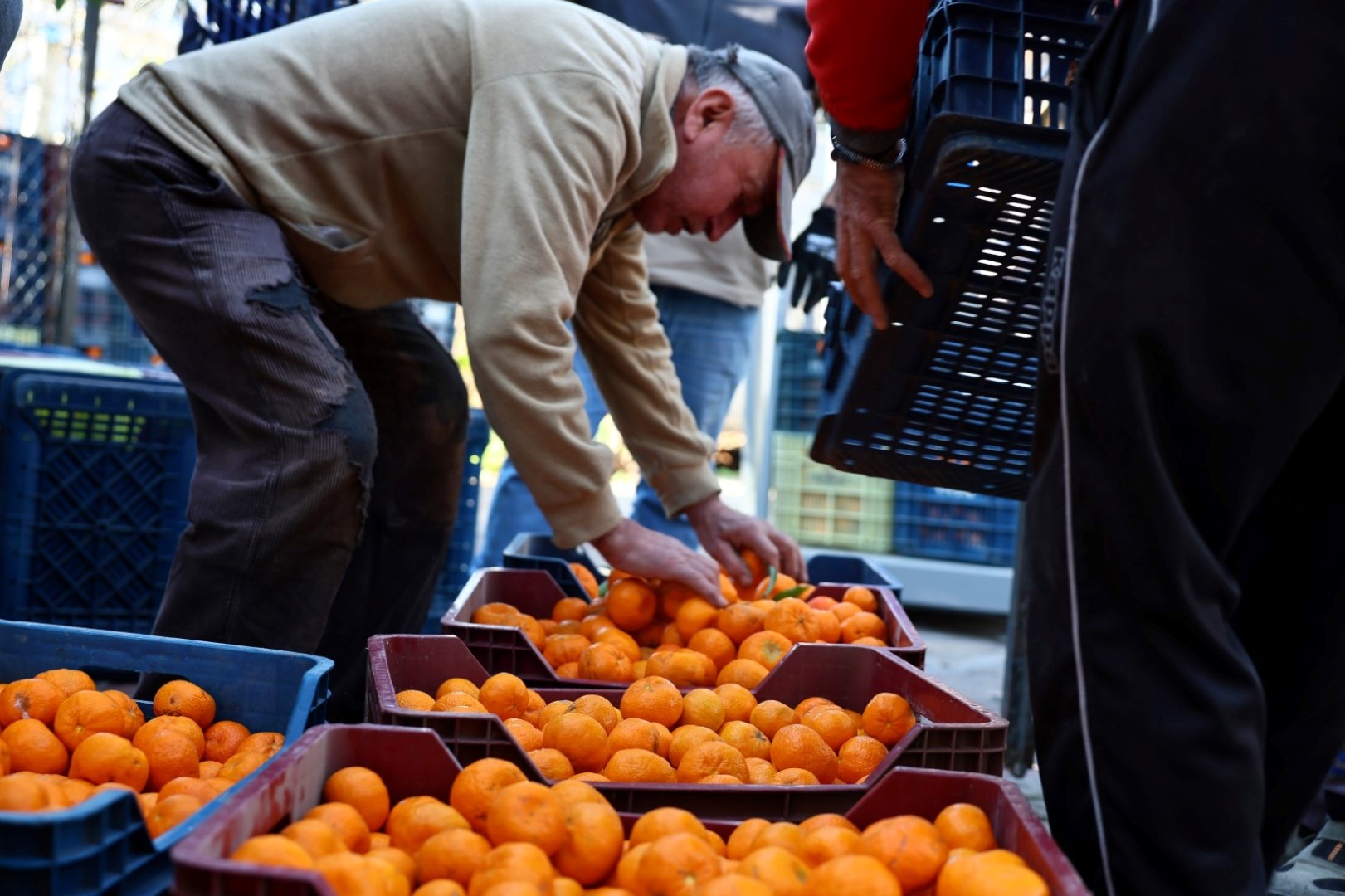 bodrum_belediyesi_mandalin_üreticisine_5_milyon_kazanç (1)