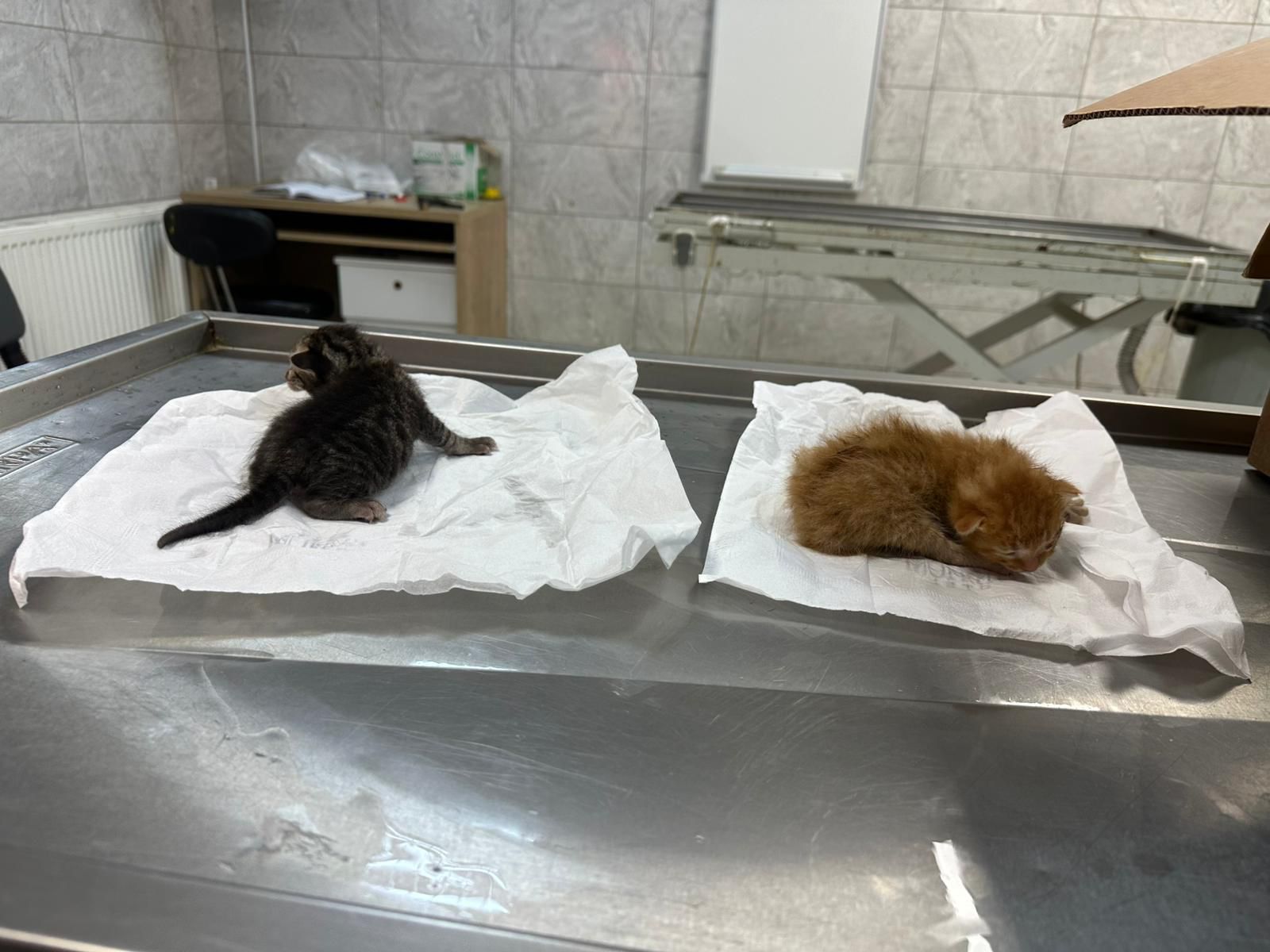 23768-kedi-kurtarma-2 23768-kedi-kurtarma-2