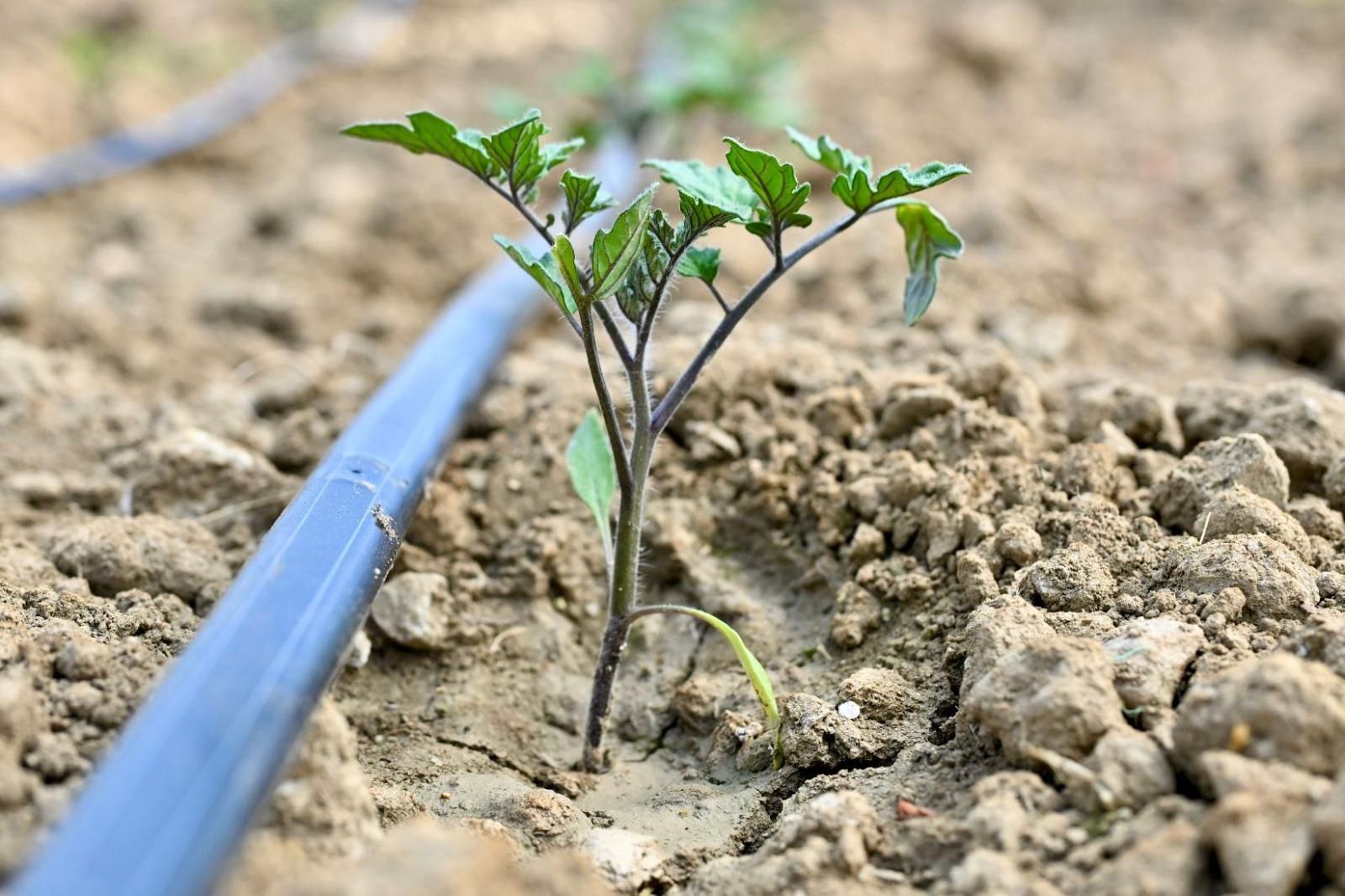"Gördes’te 73 Bin Domates Fidesi Toprakla Buluşuyor"