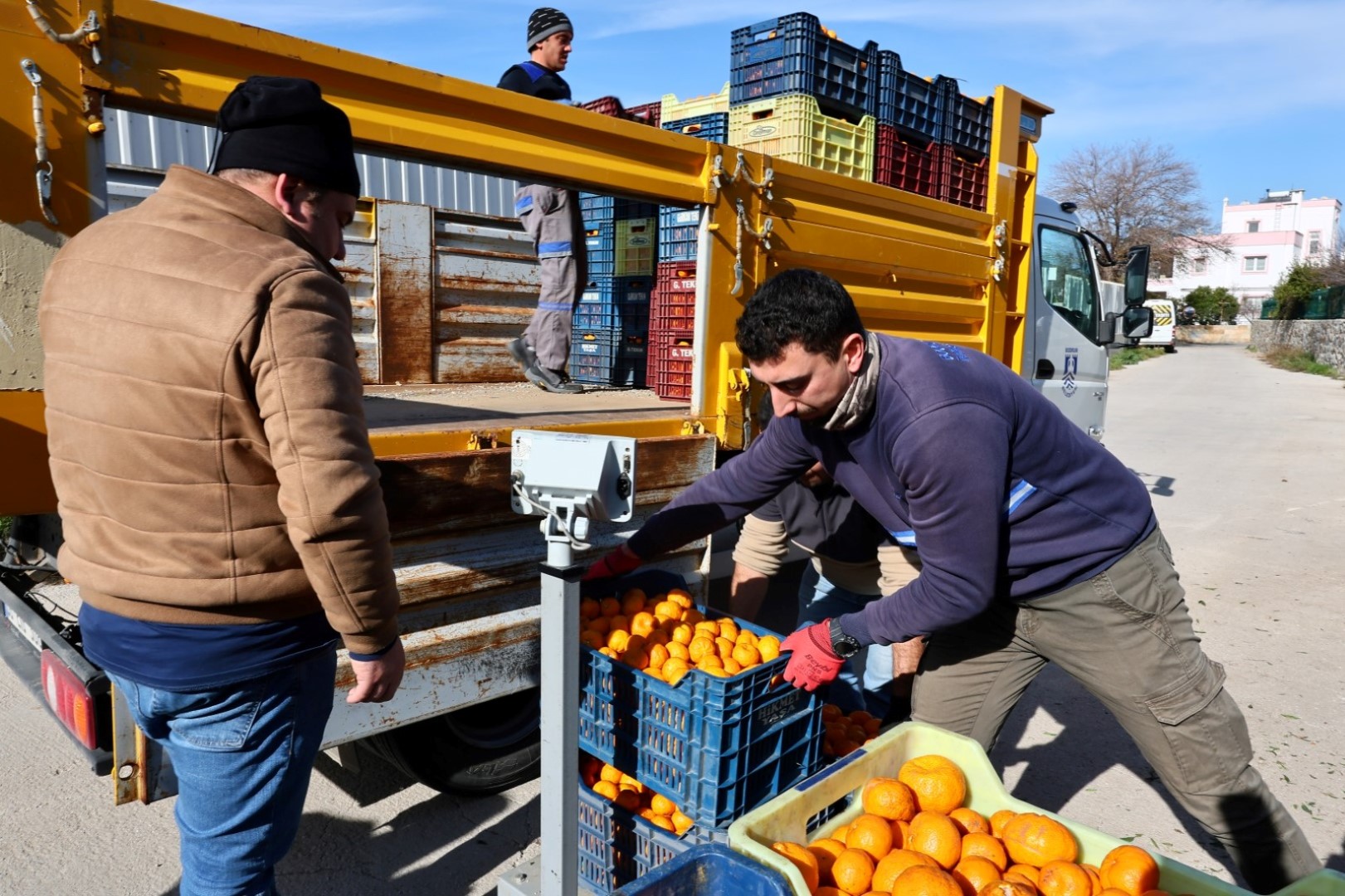 "Mandalin Üreticisine 5 Milyon Kazanç"