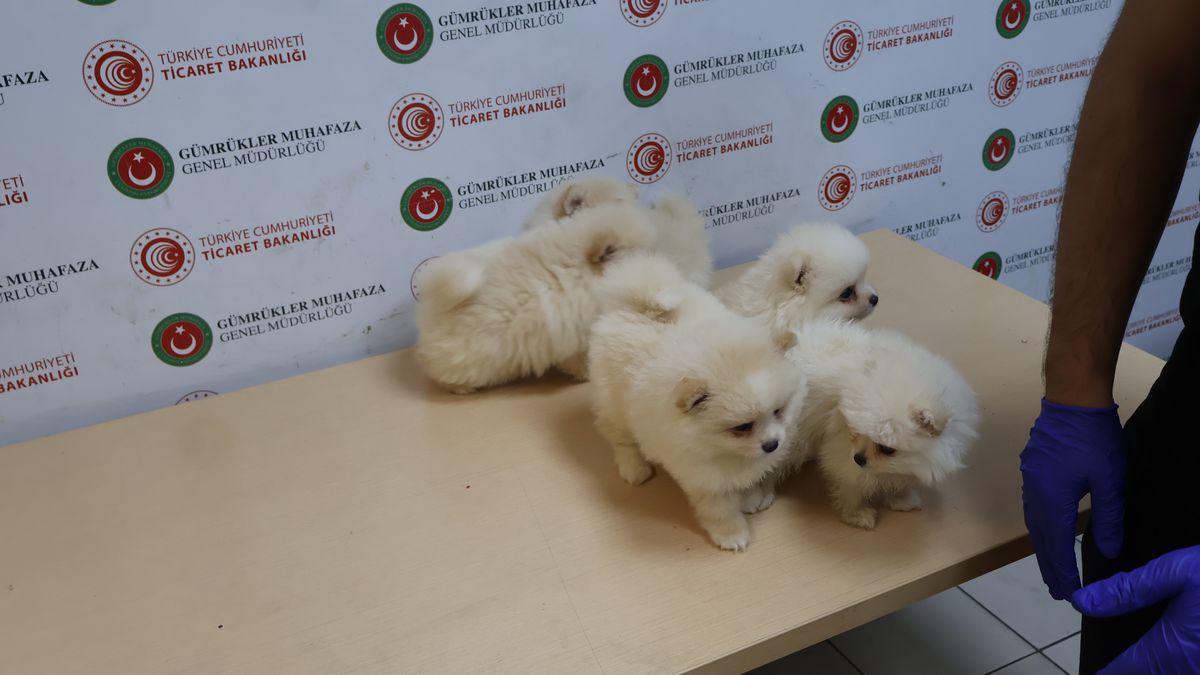 KAPIKULE’DE 6 POMERANIAN YAVRU KÖPEK ELE GEÇİRİLDİ