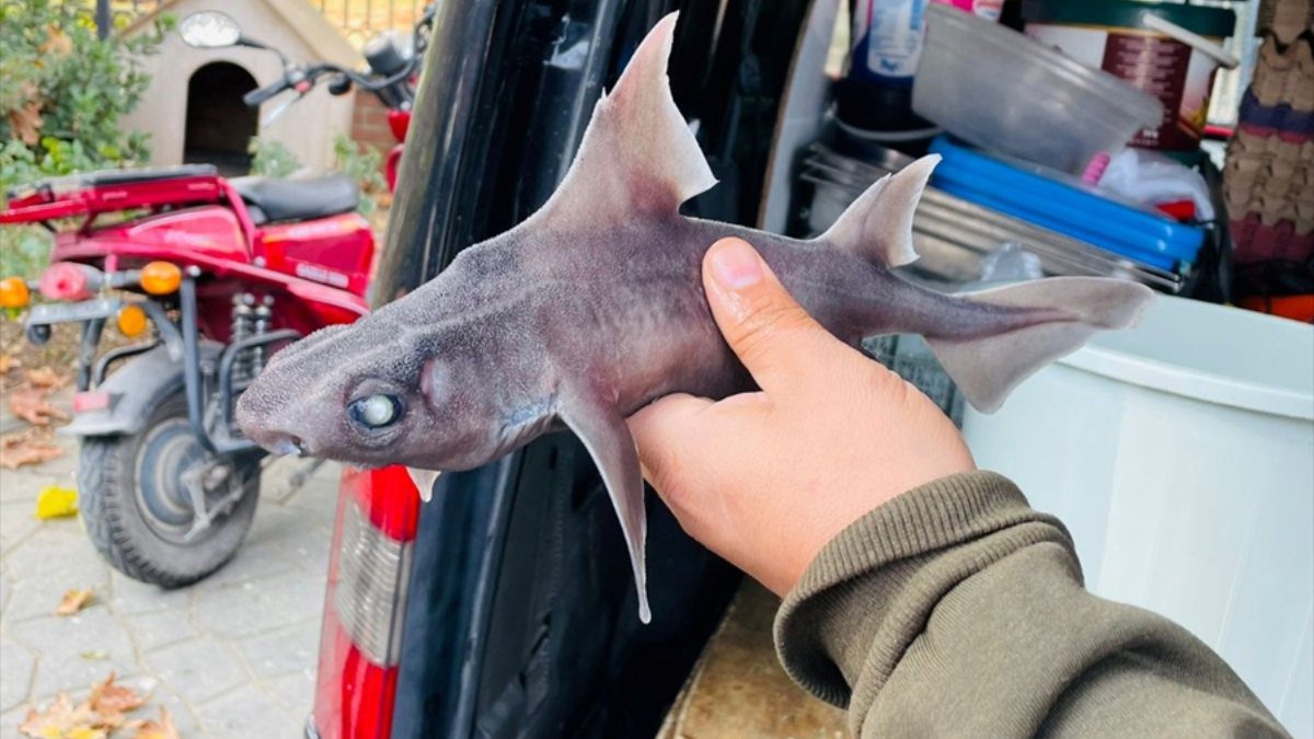 Yalova’da domuz köpek balığı yakaladı