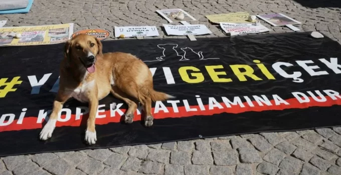 AYM’den ‘Hayvanları Koruma Kanunu’na ret!