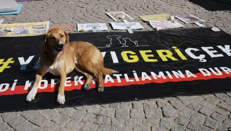 AYM’den ‘Hayvanları Koruma Kanunu’na ret!