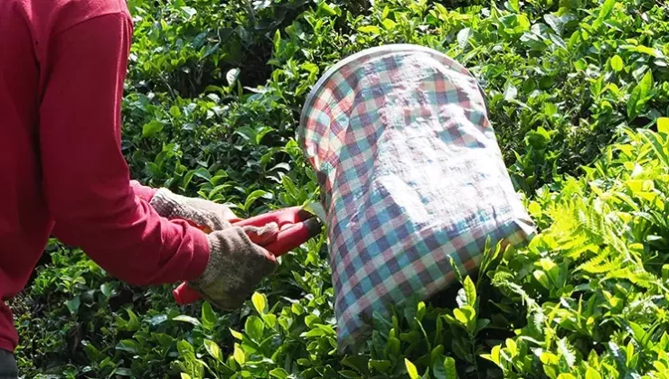 2025 yılı ‘yaş çay’ bedeli belli oldu