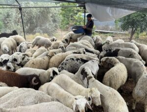 Karnı şiş kurbanlıklara dikkat: Bunda bile hile yapılıyor