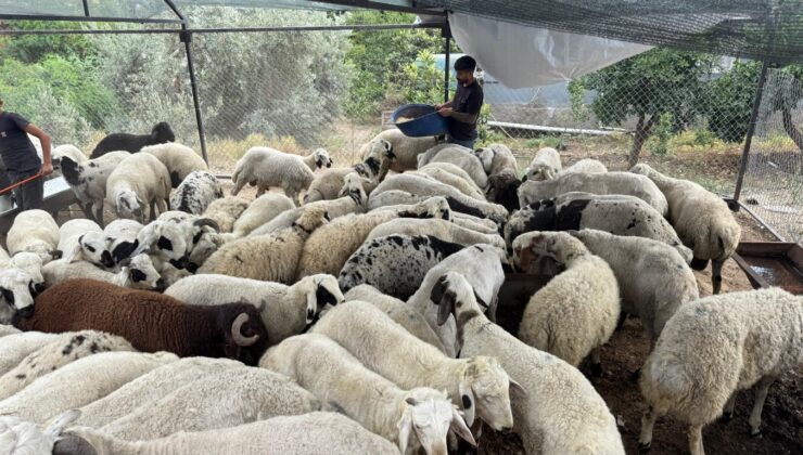 Karnı şiş kurbanlıklara dikkat: Bunda bile hile yapılıyor