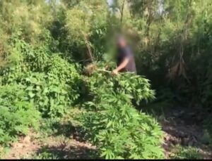 Dicle Nehri kenarındaki 100 milyon TL değerinde kenevire ne oldu?