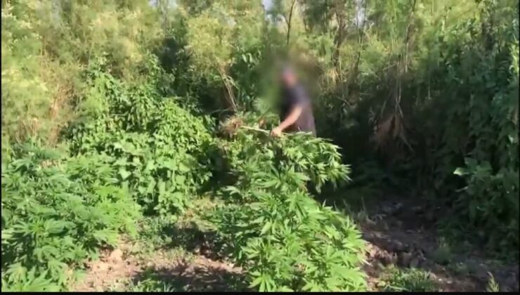 Dicle Nehri kenarındaki 100 milyon TL değerinde kenevire ne oldu?