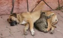 Sokak köpeklerini sahiplenme bahanesiyle öldüren doktora tepki