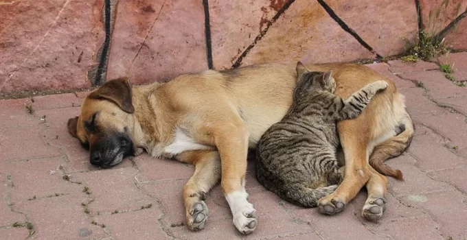 Sokak köpeklerini sahiplenme bahanesiyle öldüren doktora tepki