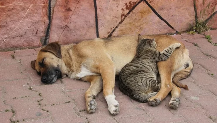 Sokak köpeklerini sahiplenme bahanesiyle öldüren doktora tepki