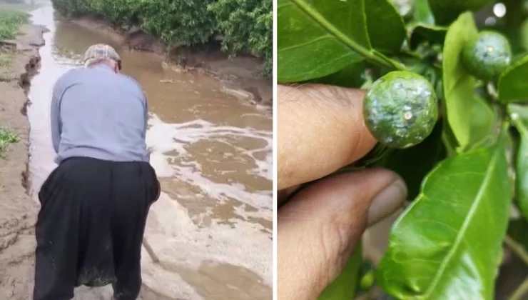 Adana’da tarlaları sağanak ve dolu vurdu