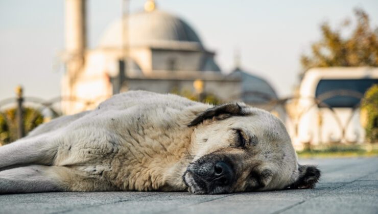 Türkiye’deki sahipsiz köpek sayısı yaklaşık 4 milyonu buldu