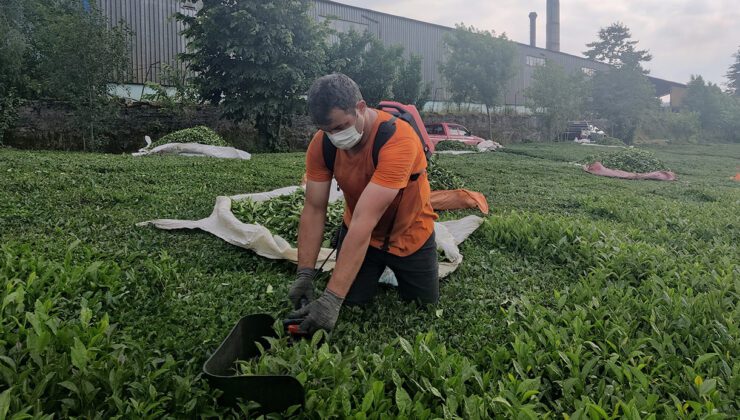 Çay fabrikasının bacası bahçelerini kömür tozuna buluyor