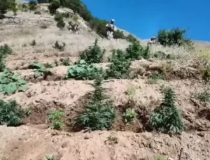 Diyarbakır’da Dev Uyuşturucu Operasyonu: 100 Tonluk Esrar Potansiyeli Yakalandı!