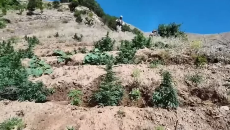 Diyarbakır’da Dev Uyuşturucu Operasyonu: 100 Tonluk Esrar Potansiyeli Yakalandı!
