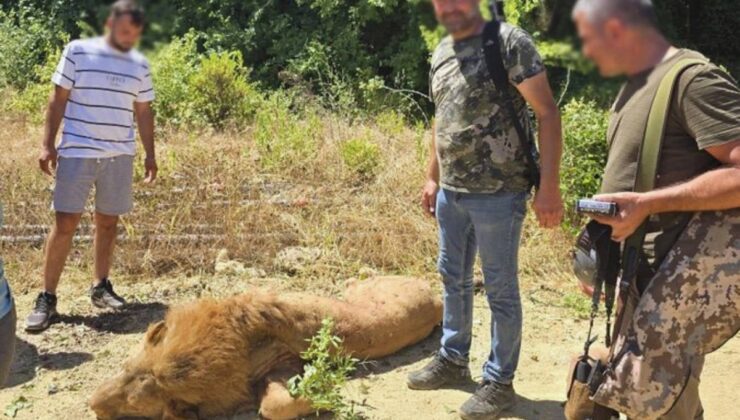 Aslan Zeus’un Katledilmesine Yaralı Çiftçiden Tepki: “Tek Suçsuz Ben ve Aslan”