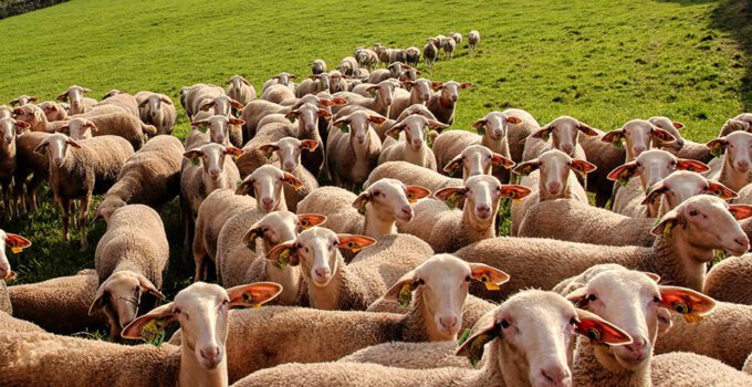Türkiye’de tarım ve hayvancılığın durumu: Yapısal sorunları ve çözüm önerileri