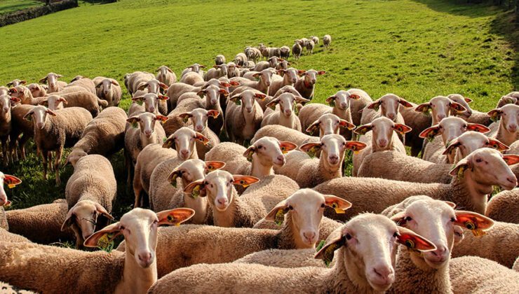 Türkiye’de tarım ve hayvancılığın durumu: Yapısal sorunları ve çözüm önerileri