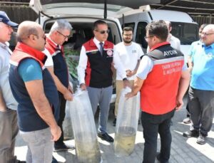 Aydın’da 153 Bin Sazan Yavrusu Doğayla Buluştu