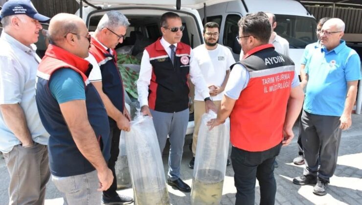 Aydın’da 153 Bin Sazan Yavrusu Doğayla Buluştu