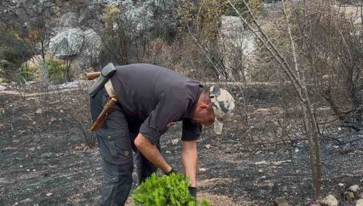 Doğa Fenomeni Süleyman Ateştepe’den Yanan Ormana İlk Fidan