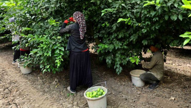 Limon Krizine Adana Müdahalesi: Hasat Başladı, Fiyat 150 TL’den 50 TL’ye Geriledi
