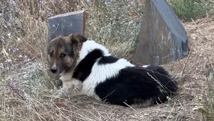 Ceylan Ertem, Hakkâri’de Sahibinin Mezarını Terk Etmeyen Köpeği Sahiplendi