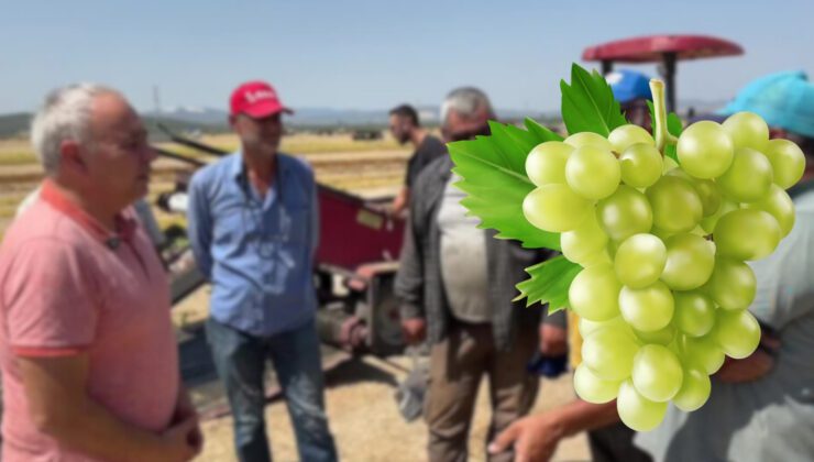 Üzüm üreticileri isyan etti: ‘Maliyetler uçtu, fiyatlar yerinde sayıyor!’