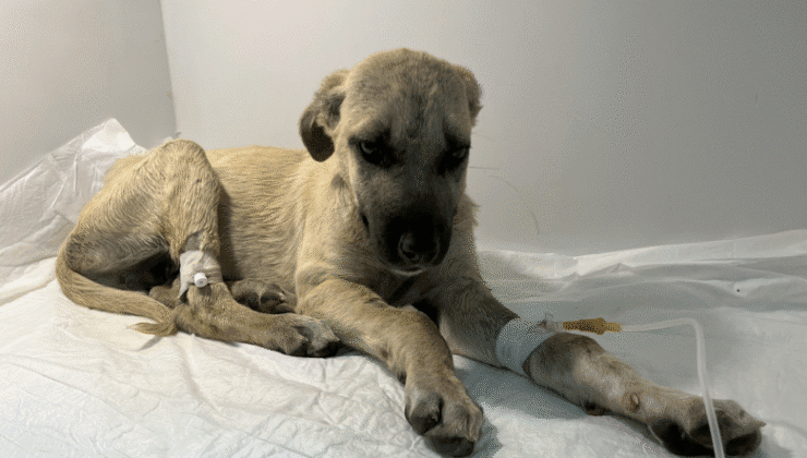 Şiddet Gören Yavru Köpeğin Adı ‘Mucize’ Oldu: Hayati Tehlikeyi Atlattı