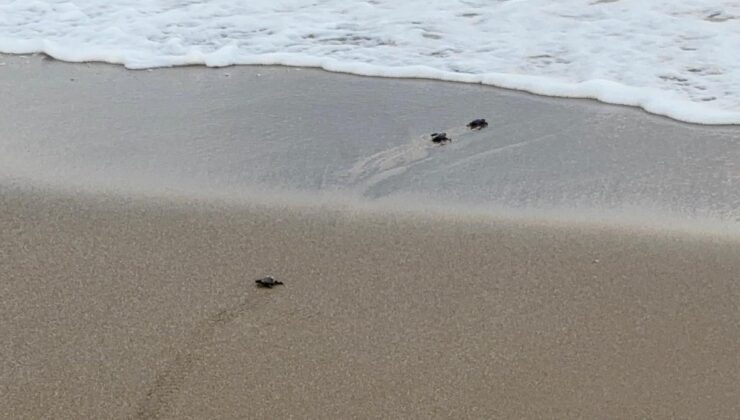 Gazipaşa Sahillerinde Caretta Caretta Nöbeti: Yavruların Zorlu Yolculuğu Başladı