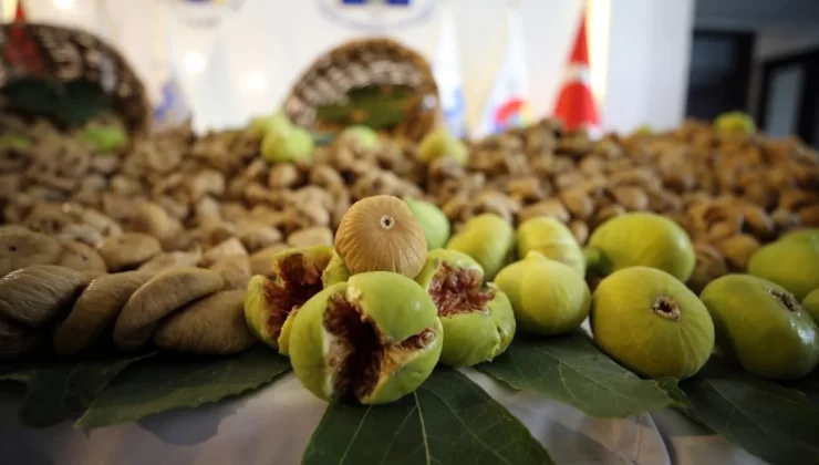 Aydın’da Kuru İncirde Sezonun İlk Ürünü Sembolik 400 Liradan Satıldı