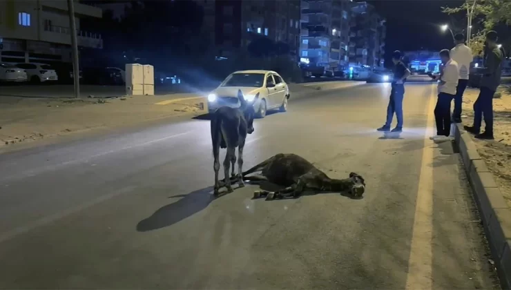 Derik’te Otomobil Eşeğe Çarptı, Yavru Eşek Barınağa Götürüldü