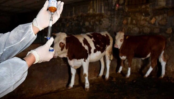 Kars ve Ardahan’da Şap Hastalığı Alarmı: Veterinerler ve Üreticiler Tedirgin!