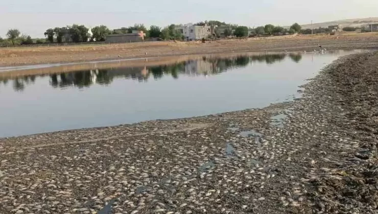 Mardin’de Gölet Kurudu, Binlerce Balık Telef Oldu