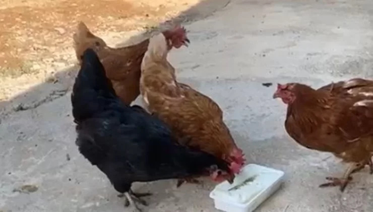 Kahramanmaraş’ta Sıcaktan Bunalan Tavuklar Maraş Dondurmasıyla Serinledi