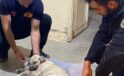 Sopa ile Şiddet Gören Yavru Köpek Hâlâ Kritik Durumda