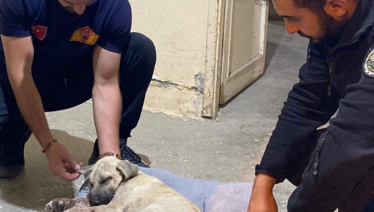 Sopa ile Şiddet Gören Yavru Köpek Hâlâ Kritik Durumda
