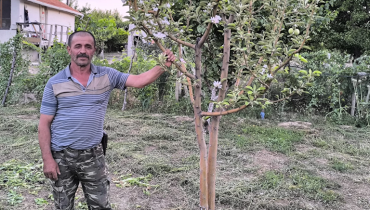 Kayseri’de Don Felaketine Rağmen Ağustos’ta Elma Ağacı Çiçek Açtı, Meyve Verdi