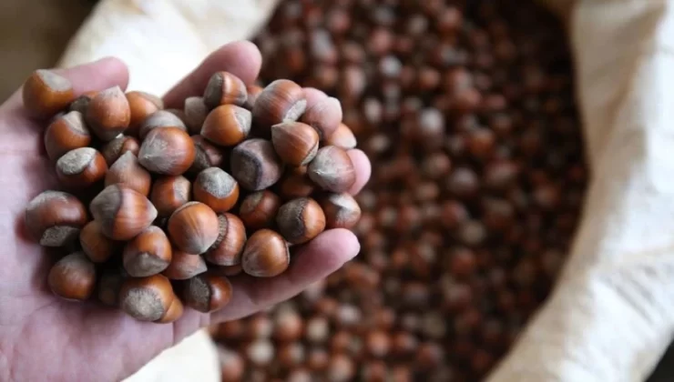 2025-2026 Fındık Alım Fiyatları Açıklandı: Giresun Kalite 200 TL