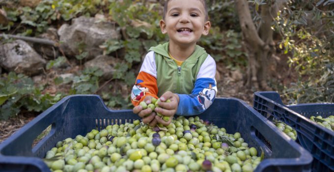 Silifke İmambekirli’De Fidan Desteği Alan Çiftçiler Zeytin Hasadı Gerçekleştirdi