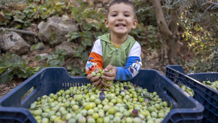 Silifke İmambekirli’De Fidan Desteği Alan Çiftçiler Zeytin Hasadı Gerçekleştirdi
