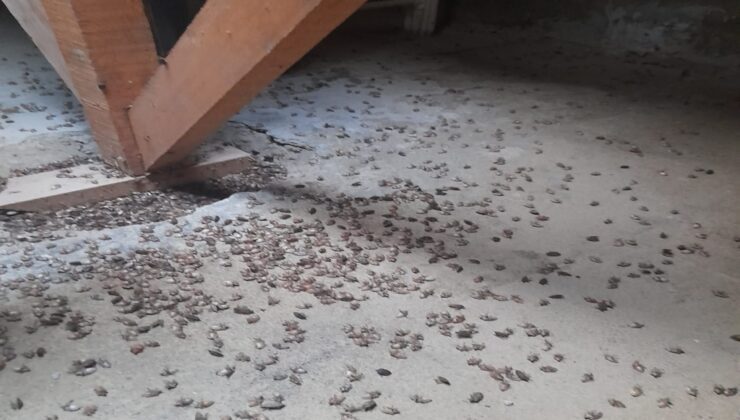 Doğu Karadeniz’de Kokarca İstilası