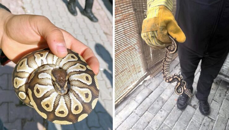 Polis Kontrolünde Cebinden Piton Çıktı!