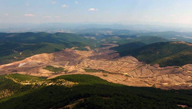 “Kaz Dağları’nda Binlerce Ağacın Kesilmesi Gündemde”